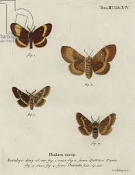 Attēlu rezultāti vaicājumam “Lasiocampa trifolii”