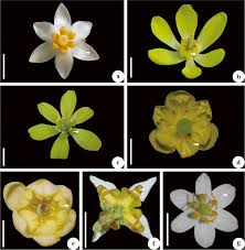 Attēlu rezultāti vaicājumam “Berberidaceae”