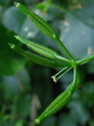 Image result for Anthriscus cerefolium