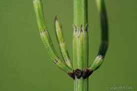 Attēlu rezultāti vaicājumam “Equisetum palustre”