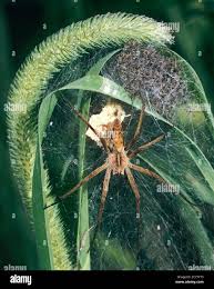 Attēlu rezultāti vaicājumam “Pisaura mirabilis cocoon”