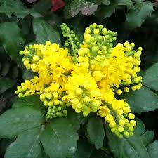 Attēlu rezultāti vaicājumam “Mahonia aquifolium flower”