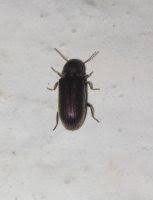 Attēlu rezultāti vaicājumam “Priobium carpini”