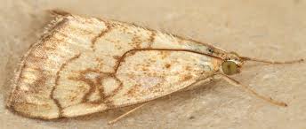 Attēlu rezultāti vaicājumam “Evergestis pallidata”