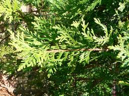 Attēlu rezultāti vaicājumam “Thuja occidentalis leaf”