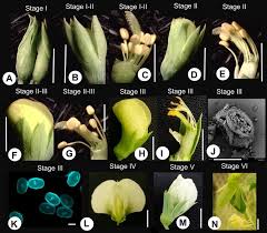 Attēlu rezultāti vaicājumam “Pisum sativum flower”