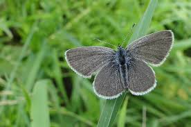 Attēlu rezultāti vaicājumam “Cupido minimus underside”