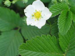 Attēlu rezultāti vaicājumam “Fragaria viridis leaf”