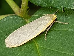 Attēlu rezultāti vaicājumam “Eilema griseola larva”