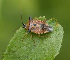 Attēlu rezultāti vaicājumam “Elasmucha ferrugata”
