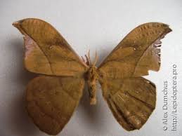 Attēlu rezultāti vaicājumam “Epirranthis diversata upperside”