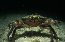 Image result for Carcinus maenas