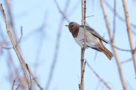 Image result for Turdus ruficollis