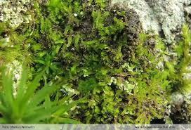 Attēlu rezultāti vaicājumam “Isopaches bicrenatus”