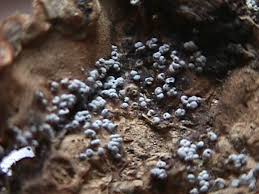 Attēlu rezultāti vaicājumam “Badhamia affinis var. microspora macro”