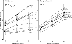 Attēlu rezultāti vaicājumam “Aphis jacobaeae”