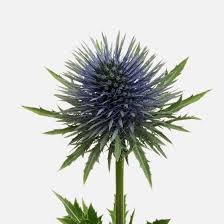 Image result for Blaudistel