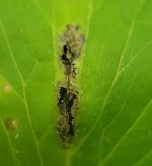 Attēlu rezultāti vaicājumam “Urocystis anemones”