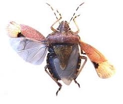 Attēlu rezultāti vaicājumam “Dolycoris baccarum”