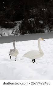 Attēlu rezultāti vaicājumam “Cygnus cygnus adult”