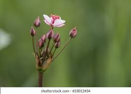 Attēlu rezultāti vaicājumam “Butomaceae”