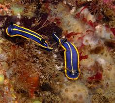 Attēlu rezultāti vaicājumam “Aphodius subterraneus imago”