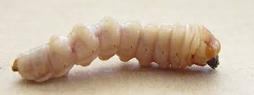 Attēlu rezultāti vaicājumam “Cerambycidae larva”