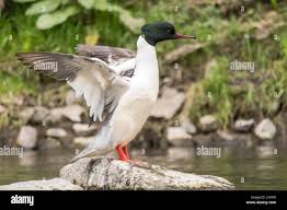 Attēlu rezultāti vaicājumam “Mergus merganser male”