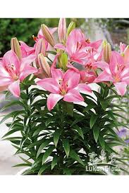 Image result for Lilie