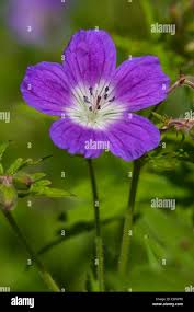 Attēlu rezultāti vaicājumam “Geranium sylvaticum flower”