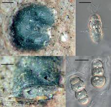 Attēlu rezultāti vaicājumam “Fellhanera subtilis”