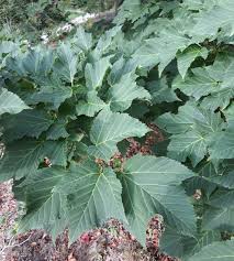 Attēlu rezultāti vaicājumam “Acer rufinerve flower”