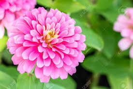 Image result for Zinnia violacea