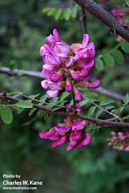 Attēlu rezultāti vaicājumam “Robinia neomexicana”