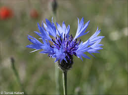 Attēlu rezultāti vaicājumam “Cyanus segetum flower”