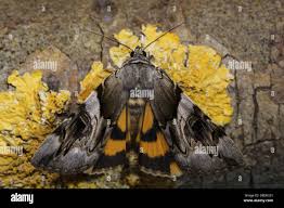 Attēlu rezultāti vaicājumam “Catocala fulminea”