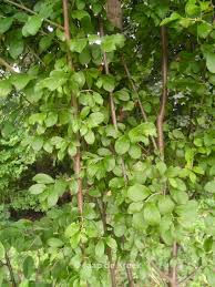 Attēlu rezultāti vaicājumam “Prunus spinosa leaf”