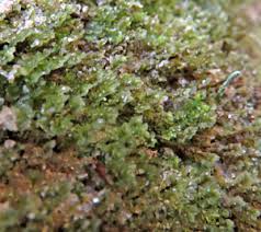 Attēlu rezultāti vaicājumam “Scapania mucronata”