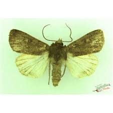 Attēlu rezultāti vaicājumam “Rusina ferruginea female”