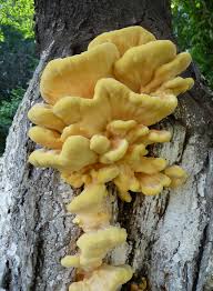 Attēlu rezultāti vaicājumam “Laetiporus sulphureus”