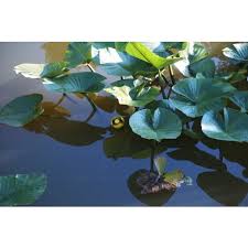 Attēlu rezultāti vaicājumam “Nuphar lutea fruit”