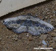 Attēlu rezultāti vaicājumam “Horisme vitalbata”