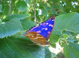 Attēlu rezultāti vaicājumam “Apatura ilia underside”