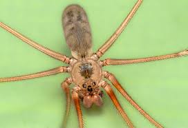 Attēlu rezultāti vaicājumam “Trichia longipalpis macro”