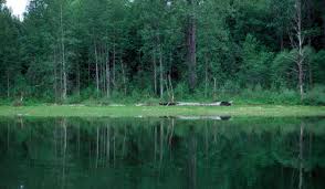 Image result for Leek Park B C