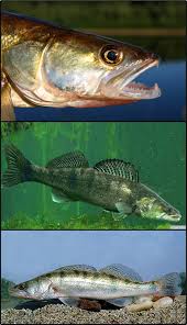 Image result for Sander lucioperca