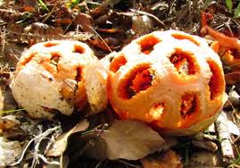 Attēlu rezultāti vaicājumam “Clathrus ruber”