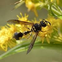 Attēlu rezultāti vaicājumam “Eumenes sp.”