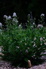 Attēlu rezultāti vaicājumam “Hesperis matronalis leaf”