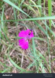 Attēlu rezultāti vaicājumam “Paracorymbia maculicornis”